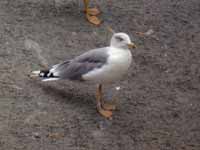 Goéland leucophée Larus michahellis 664N