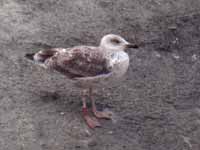 Goéland leucophée Larus michahellis 71X