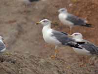 Goéland leucophée Larus michahellis