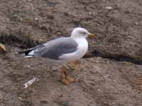 Goéland leucophée Larus michahellis B4CH