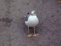 Goéland leucophée Larus michahellis PCUT