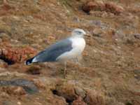 Goéland leucophée Larus michahellis B4CH