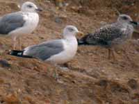 Goéland leucophée Larus michahellis PDJH