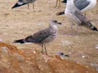 Goéland leucophée Larus michahellis PDJH