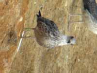 Goéland leucophée Larus michahellis PDJH