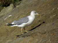 Goéland leucophée Larus michahellis PDJH