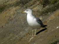 Goéland leucophée Larus michahellis PDJH