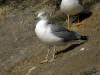 Goéland leucophée Larus michahellis PDJH