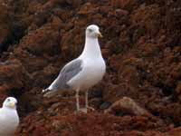 Goéland leucophée Larus michahellis 106S