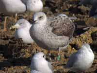 Goéland leucophée Larus michahellis