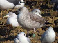 Goéland leucophée Larus michahellis