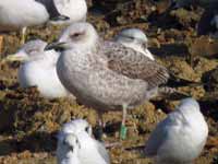 Goéland leucophée Larus michahellis