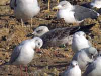 Goéland leucophée Larus michahellis