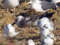 Goéland leucophée Larus michahellis