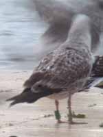 Goéland leucophée Larus michahellis