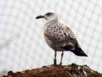 Goéland leucophée Larus michahellis