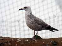 Goéland leucophée Larus michahellis