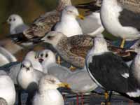 Goéland leucophée Larus michahellis