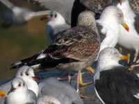 Goéland leucophée Larus michahellis