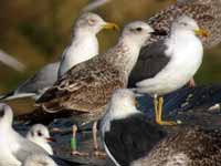 Goéland leucophée Larus michahellis