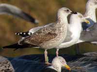 Goéland leucophée Larus michahellis