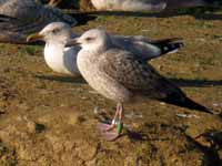 Goéland leucophée Larus michahellis