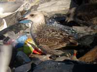 Goéland leucophée Larus michahellis