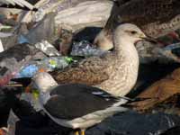 Goéland leucophée Larus michahellis