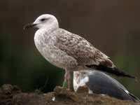 Goéland leucophée Larus michahellis