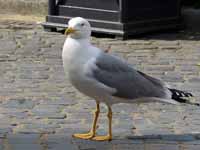 Goéland leucophée Larus michahellis