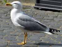 Goéland leucophée Larus michahellis