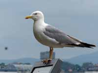 Goéland leucophée Larus michahellis 'lusitanius'