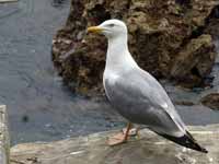 Goéland leucophée Larus michahellis 'lusitanius'