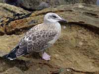 Goéland leucophée Larus michahellis 'lusitanius'