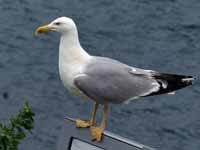 Goéland leucophée Larus michahellis 'lusitanius'