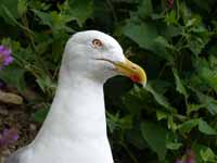 Goéland leucophée Larus michahellis 'lusitanius'