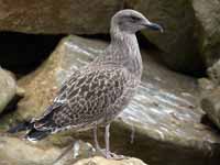 Goéland leucophée Larus michahellis 'lusitanius'