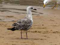 Goéland leucophée Larus michahellis 'lusitanius'