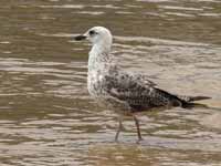 Goéland leucophée Larus michahellis 'lusitanius'