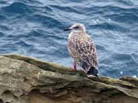 Goéland leucophée Larus michahellis 'lusitanius'