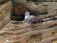 Goéland leucophée Larus michahellis 'lusitanius'