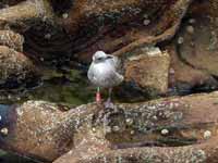 Goéland leucophée Larus michahellis 'lusitanius'