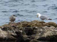 Goéland leucophée Larus michahellis 'lusitanius'