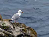 Goéland leucophée Larus michahellis 'lusitanius'