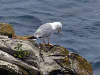 Goéland leucophée Larus michahellis 'lusitanius'