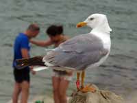 Goéland leucophée Larus michahellis 'lusitanius'