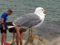 Goéland leucophée Larus michahellis 'lusitanius'