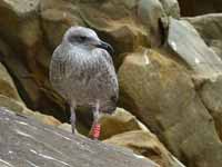 Goéland leucophée Larus michahellis 'lusitanius'