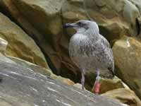 Goéland leucophée Larus michahellis 'lusitanius'