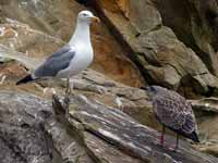 Goéland leucophée Larus michahellis 'lusitanius'